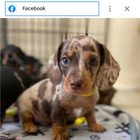 Meet your Posher, Sheena - Picture 3 of 5